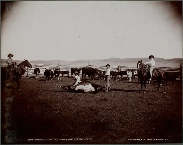 Branding cattle at the J.L. Ranch